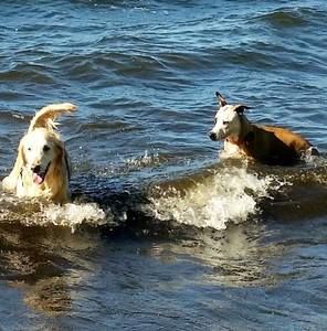 Meet your Posher, Bradley